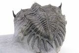 2.2" Spiny Delocare (Saharops) Trilobite - Bou Lachrhal, Morocco - #199004-4